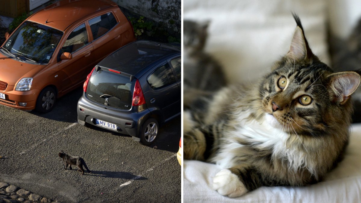 Katten släpades bakom en bil och avled.